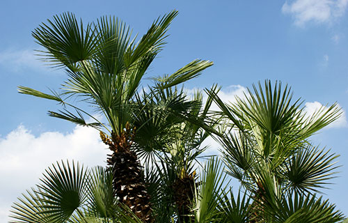 ヤシ科・棕櫚（シュロ）栽培起源の地