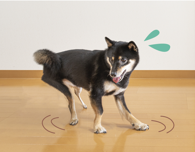 犬がフローリングで滑っている