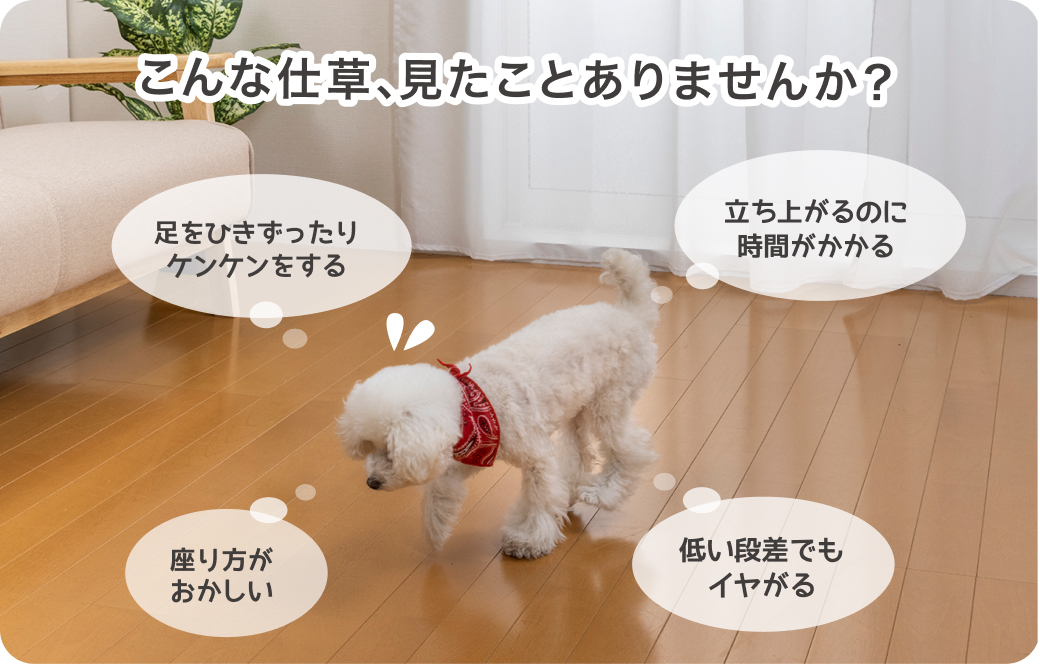 犬がフローリングで滑っている